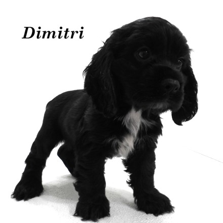 puppy, for, sale, Cockilier, Joe & Cherri  Overlease, dog, breeder, Miller, MO, dog-breeder, puppy-for-sale, forsale, nearby, find, puppyfind, locator, puppylocator, aca